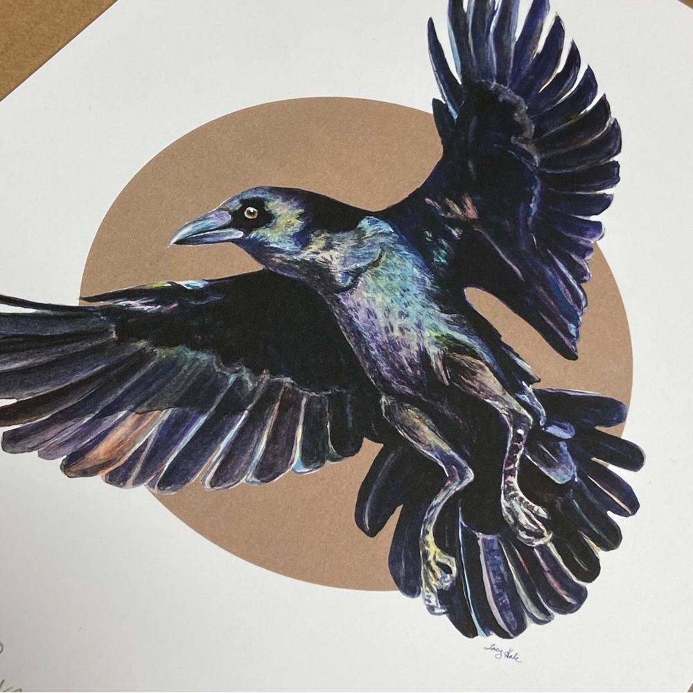 “Flying Raven 1” - 8x10 Crow Print - White Background - Picture 3 of 5